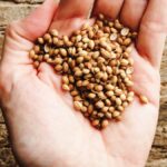 Czym się różnią nasiona marihuany indica od sativa?